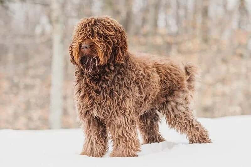 perro de agua francés con mucho pelo