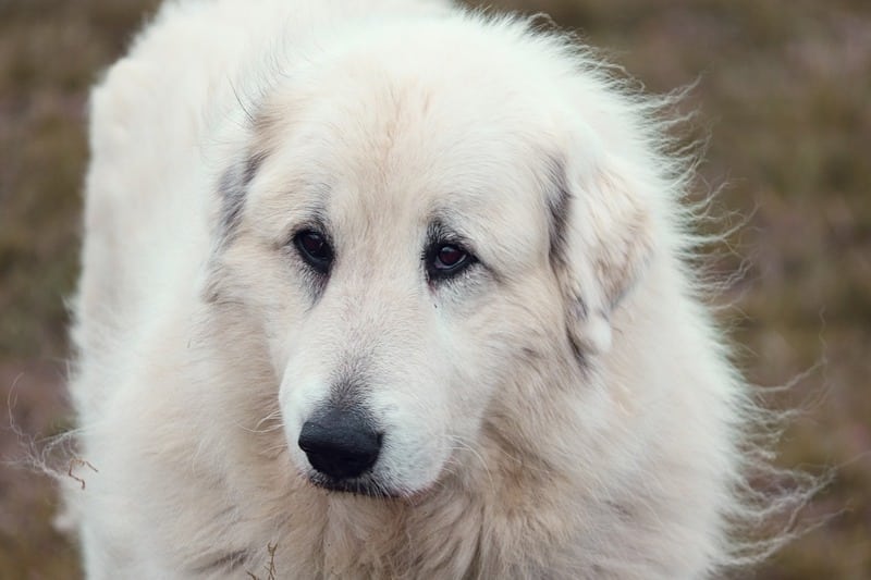 perro de montaña de los pirineos