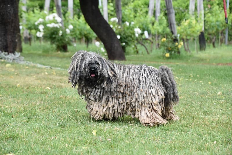 perro hungarian puli