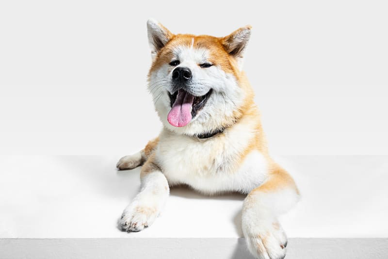 perro joven akita