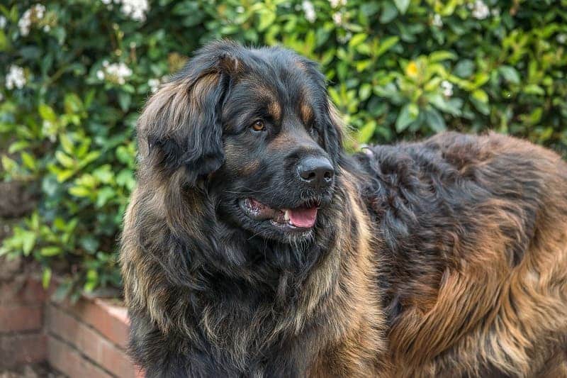 perro leonberger con mucho pelo