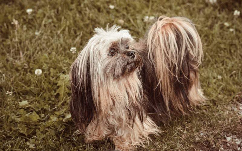 perro lhasa apso de pelo largo