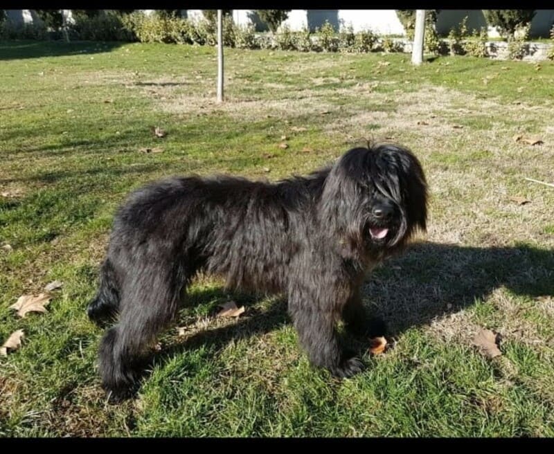 perro pastor catalan con mucho pelo