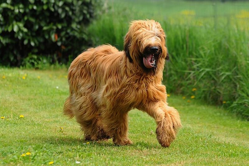 perro pastor de brie con mucho pelo