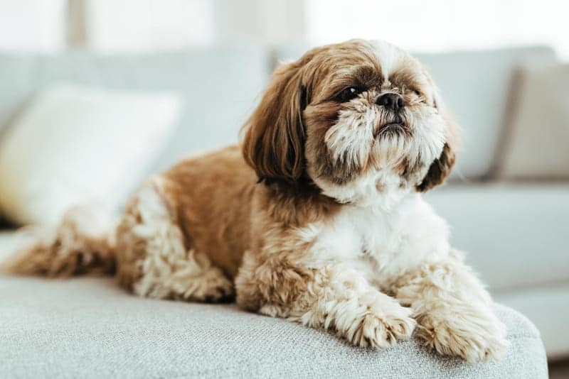 Perro shih tzu relajándose en el sofá