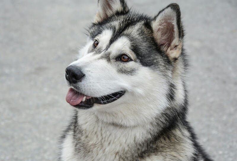 perros alaskan malamute con mucho pelo