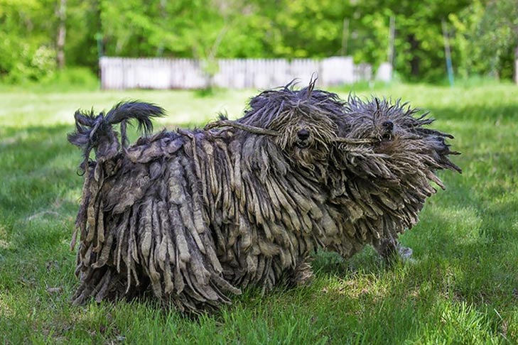 perros bergamasco con mucho pelo