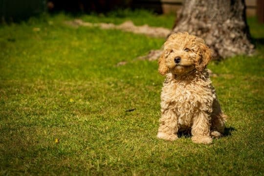 45 razas de perros con pelo rizado