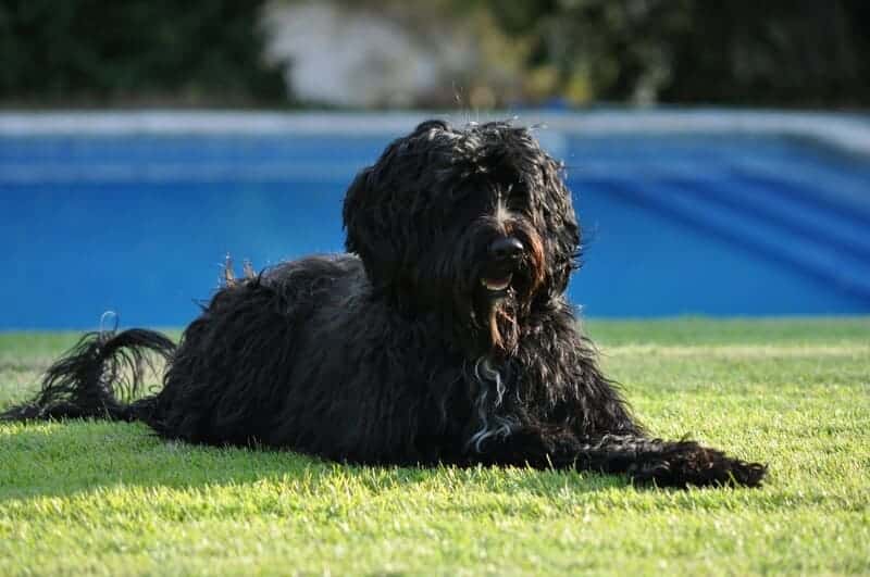 perros de agua portugués con mucho pelo