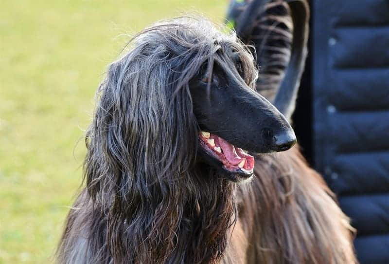 perros galgo afgano con mucho pelo