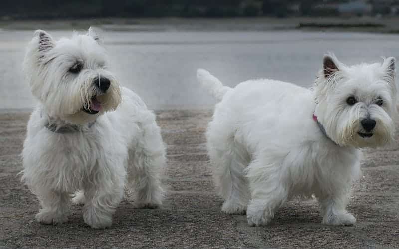 perros para niños west highland white terrier
