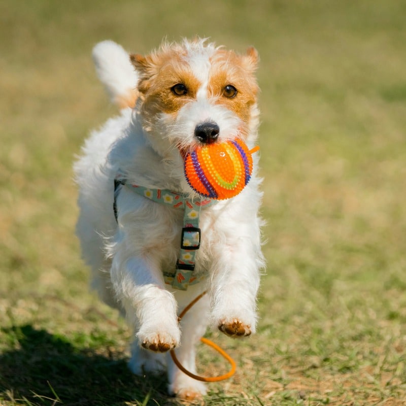 por qué los jack russells son los mejores perros, corriendo con pelota en la boca