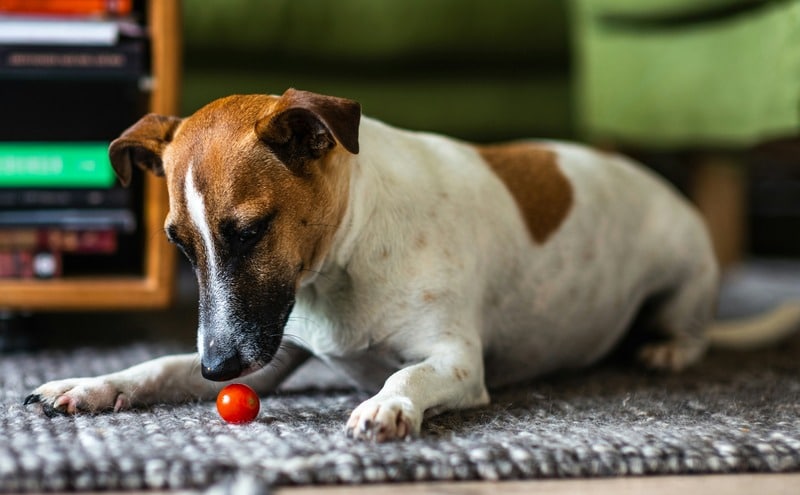 por qué los jack russells son los mejores perros para el hogar