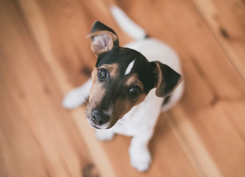 los perros jack russells son los mejores perros porque son protectores