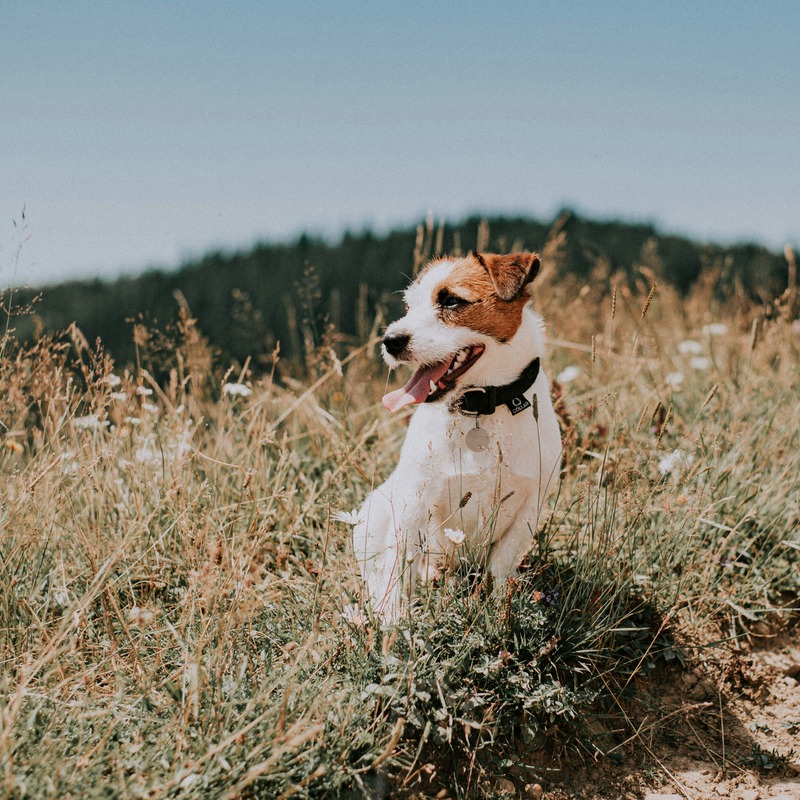 Por qué los jack russells son los mejores perros