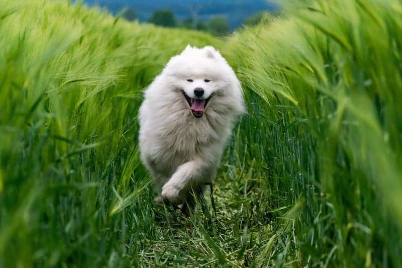 samoyedo uno de los perros con mucho pelo