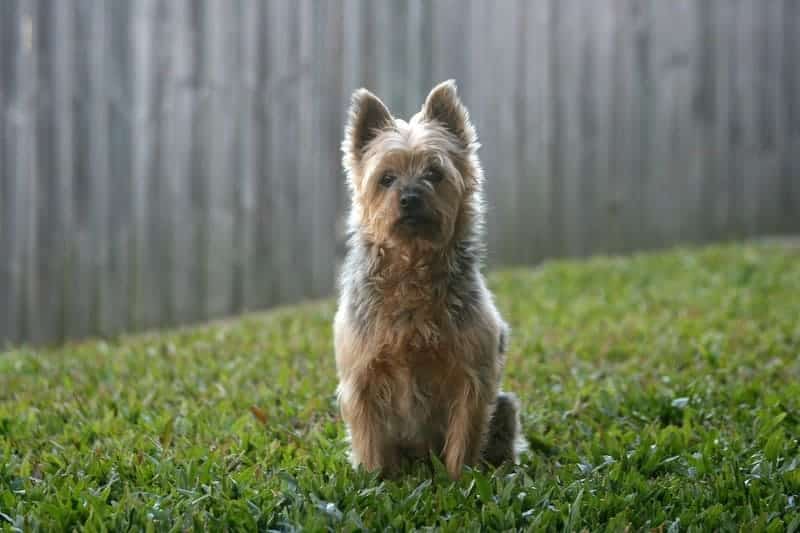 silky terrier australiano