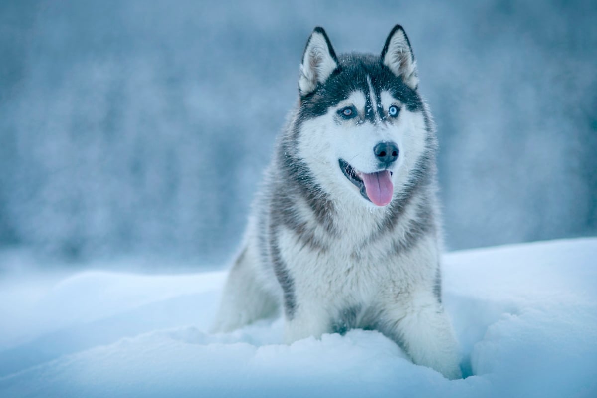 husky tumbado en la nieve. son buenos perros