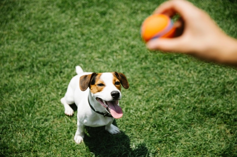 jack russell terrier ejercicio mental