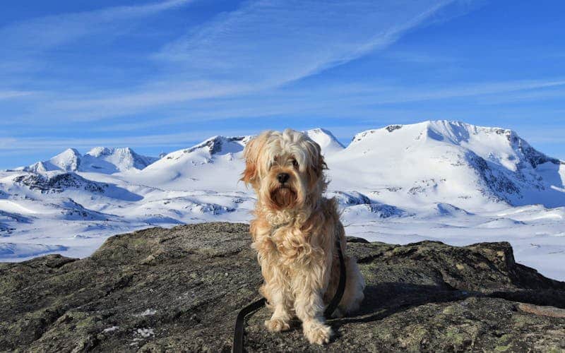 terrier tibetano naranja