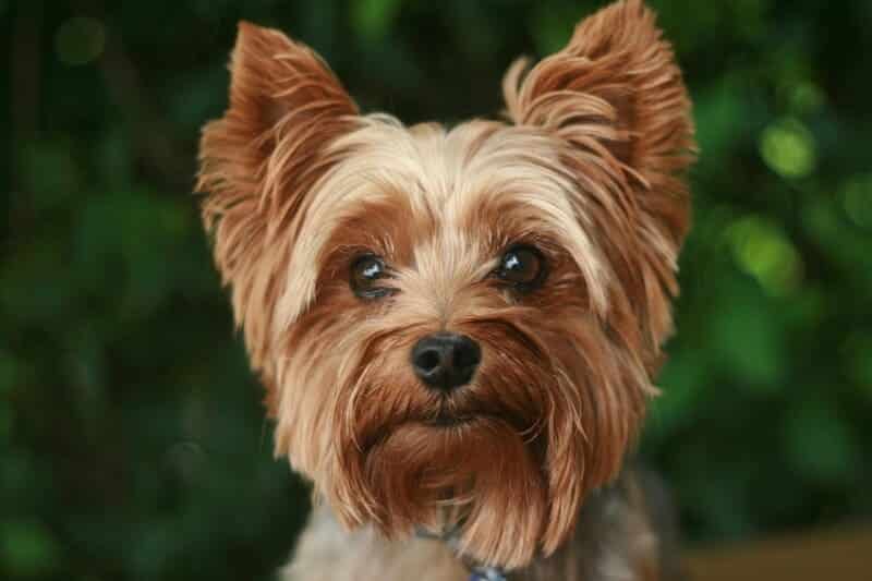 yorkshire terrier con pelaje sedoso