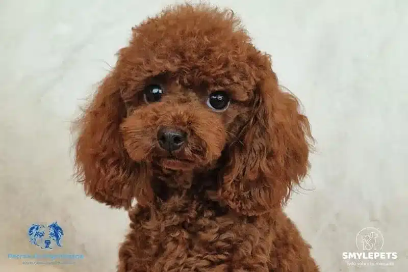 Smylepets Criadero Vegamesana Caniche color rojo Cuánto vive un Caniche según su tamaño