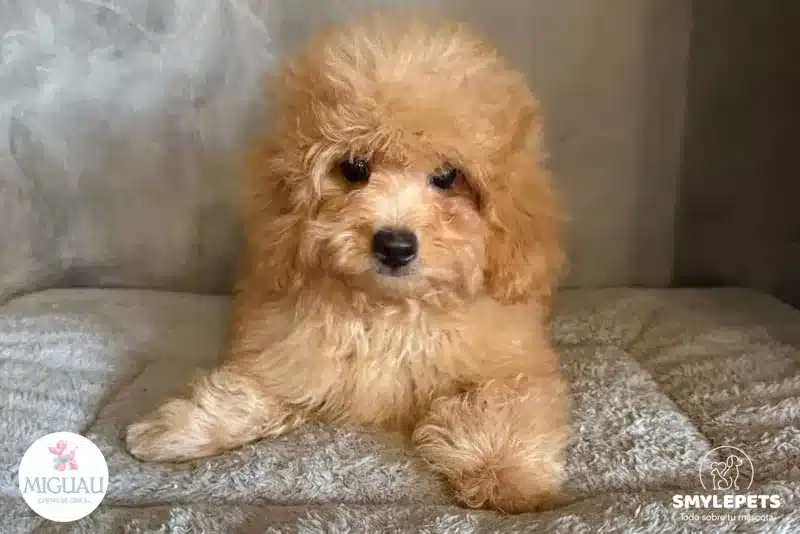 Smylepets MiGuau Caniche color crema Cuánto vive un Caniche según su tamaño