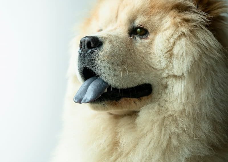 perro chow chow de perfil con lengua azul afuera