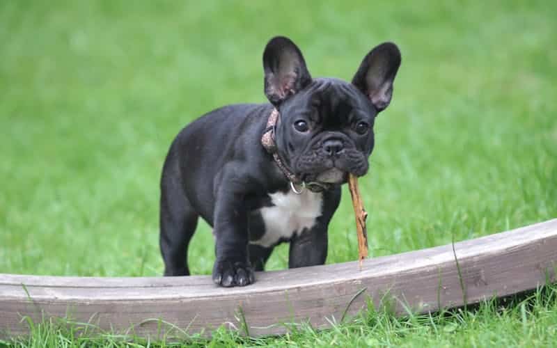 bulldog francés 6 meses