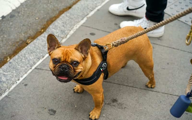 bulldog francés paseando