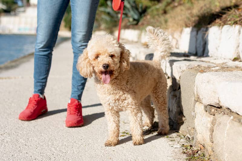 caniche mediano