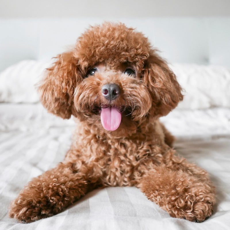 perro caniche acostado en al cama