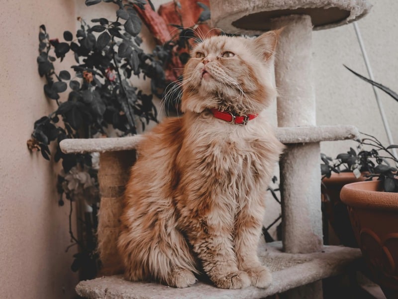 cuánto vive un gato persa fallecimiento