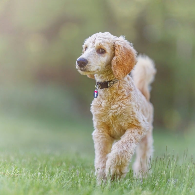 de qué suelen morir los caniches perro caniche mediano