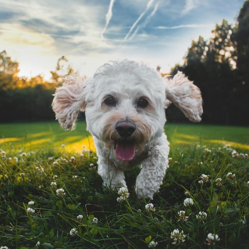 de que suelen morir los caniches caniche enano