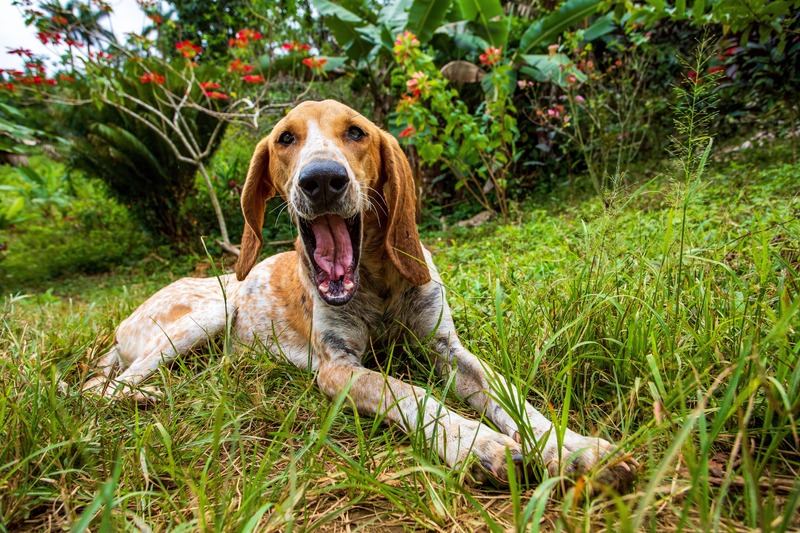 American English Coonhound