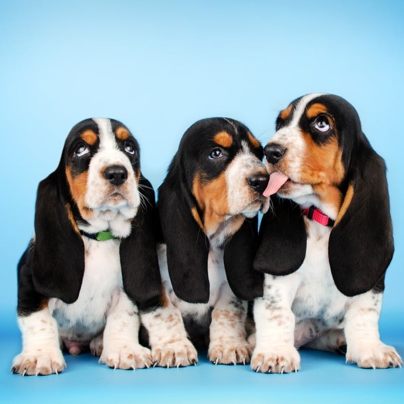 perros con orejas largas Basset Hound