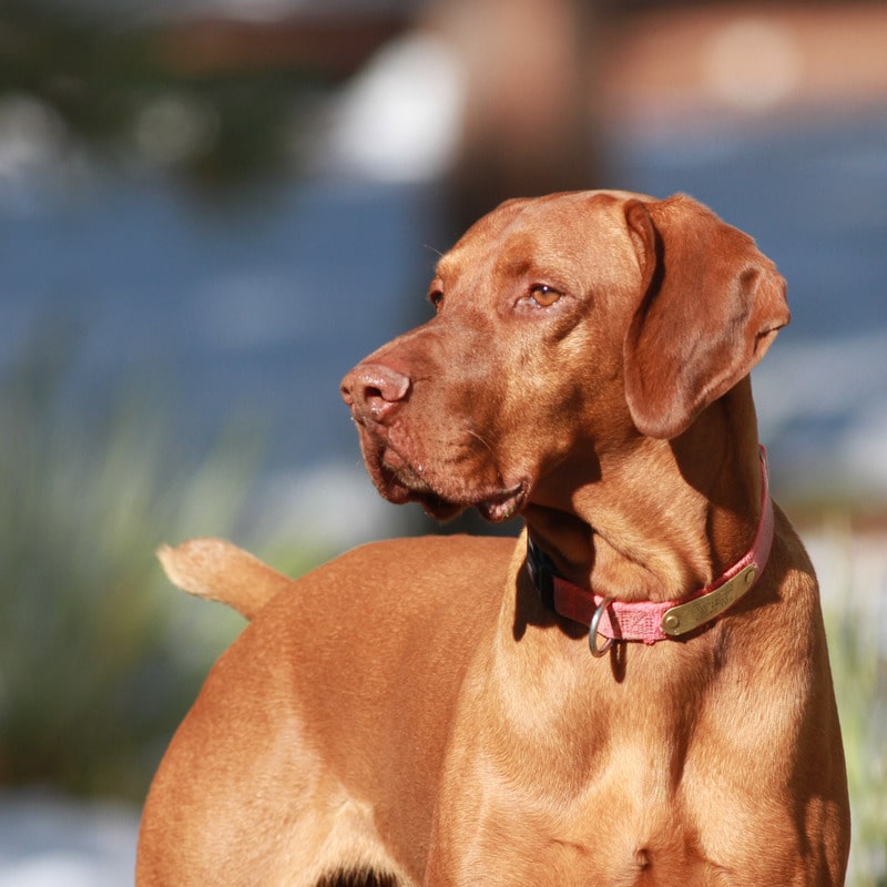 perros de orejas largas braco húngaro