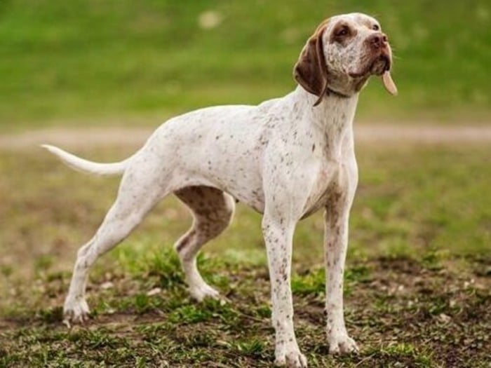 perros de orejas largas