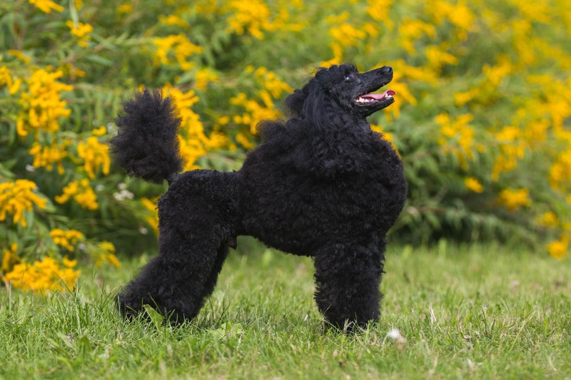 perros con orejas largas caniche mediano