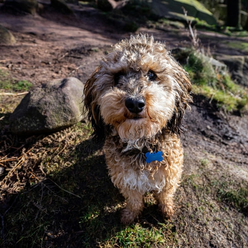 cockapoo