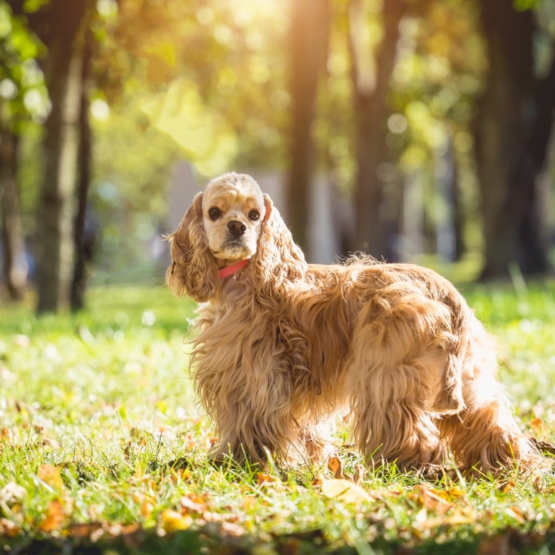 perros con orejas largas cocker Spaniel americano