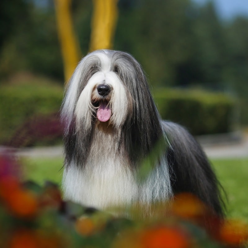 perros de orejas largas collie barbudo