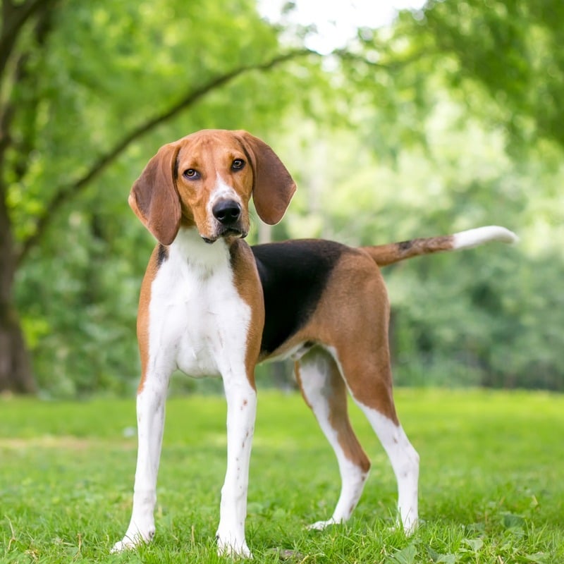 perros con orejas largas foxhound americano