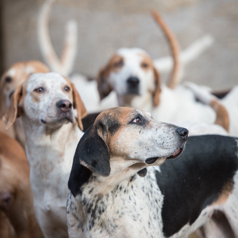 perros con orejas largas foxhound inglés