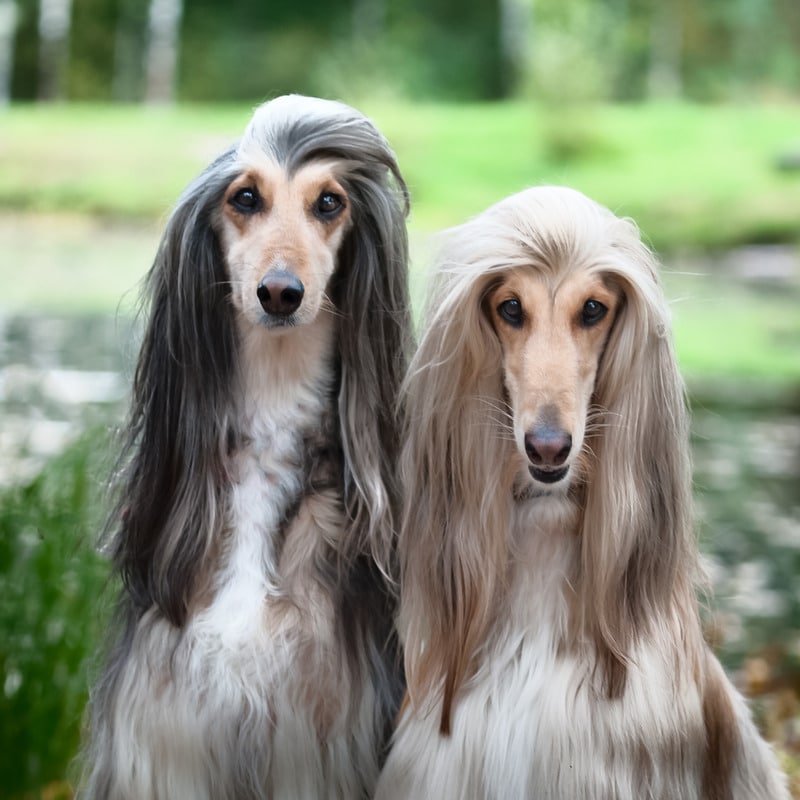 perros orejonese galgo afgano