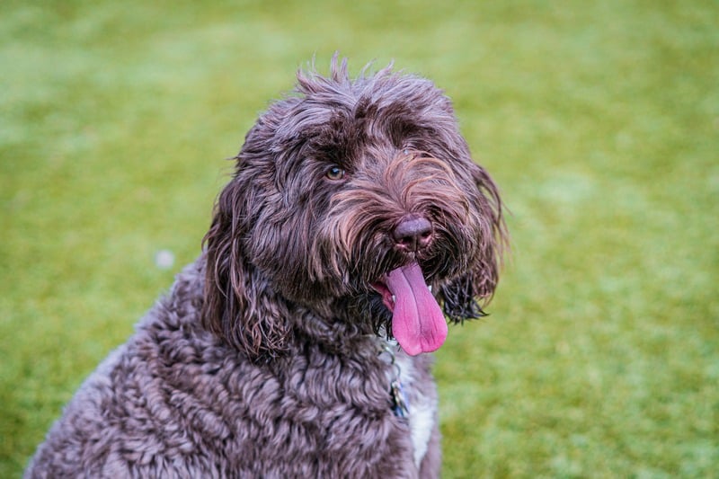 goldendoodle