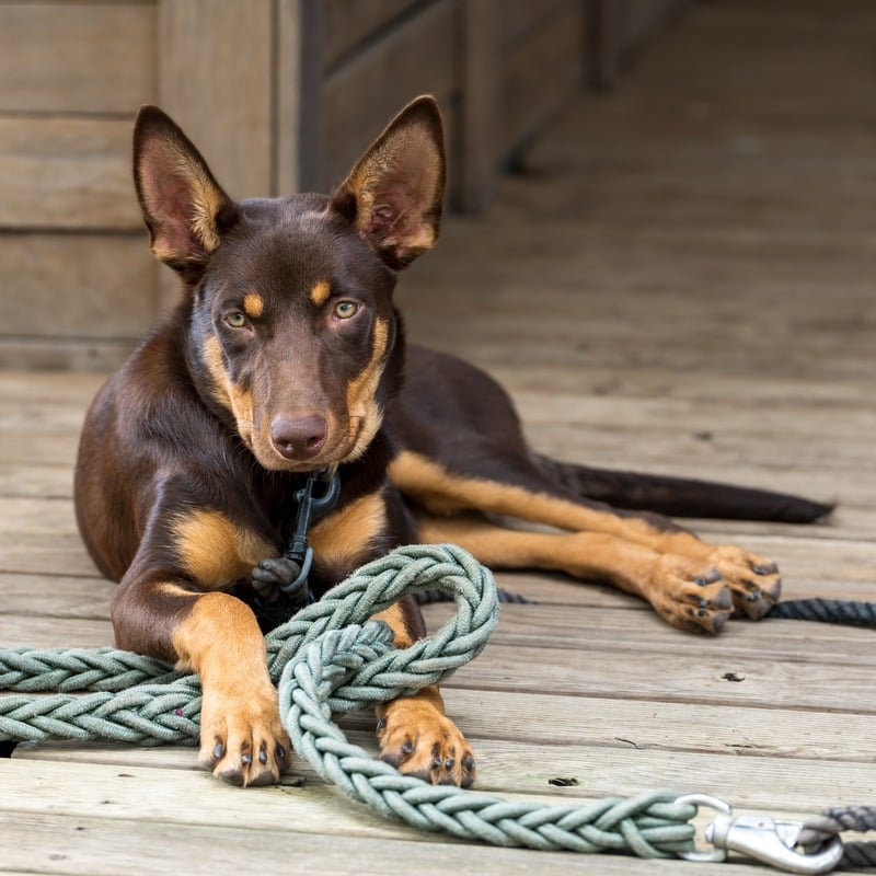 kelpie australiano