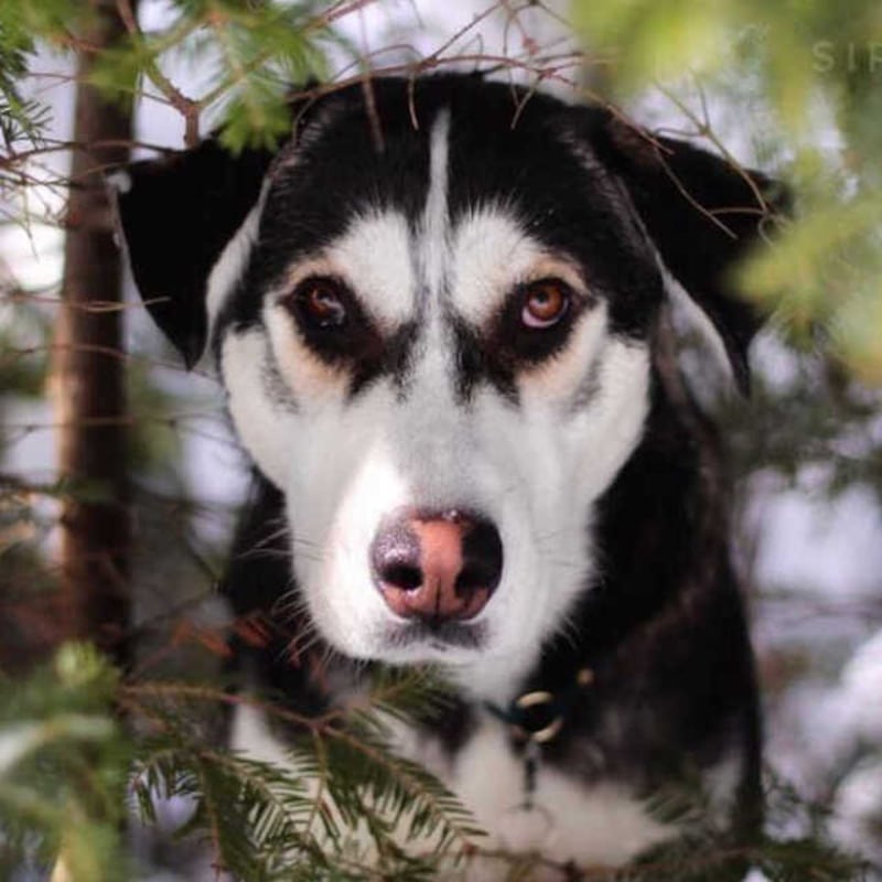 labsky o Huskador