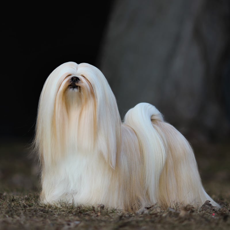 lhasa apso